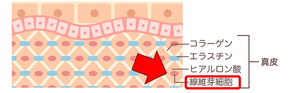 肌の真皮にある線維芽細胞のイメージ図
